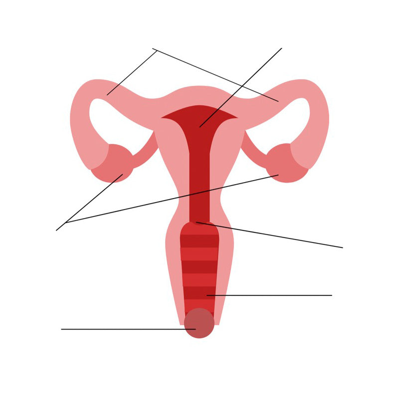 how well do you know the vagina? a game!