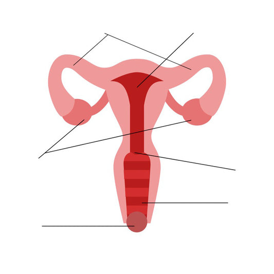 how well do you know the vagina? a game!